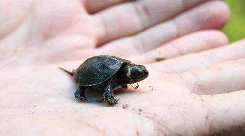 Article called Safeguards to Protect Engangered Species